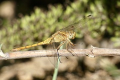 Orthetrum