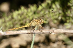 Orthetrum