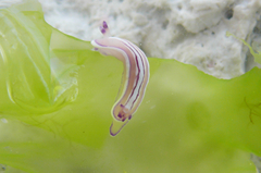 Mexichromis lemniscata