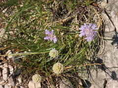 Scabiosa lucida