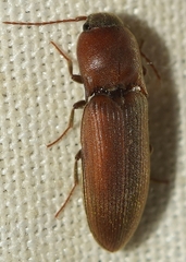 Agriotes sordidus