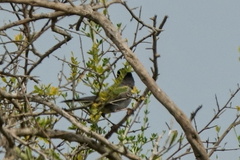 Curruca melanocephala
