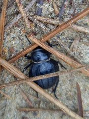 Pimelia angusticollis