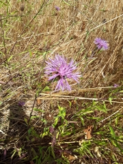 Centaurea thuillieri
