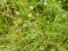 Microbotryum stellariae