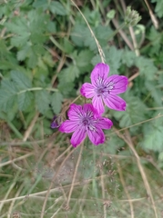 Erodium manescavii