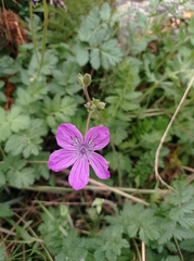 Erodium manescavii