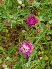 Centaurea sphaerocephala