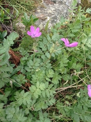 Erodium manescavii