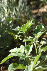Solanum