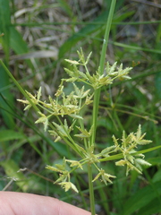 Cyperus dentatus