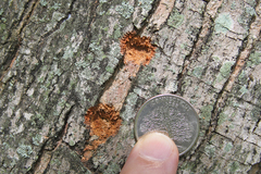Anoplophora glabripennis