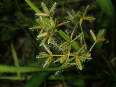 Cyperus dentatus