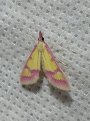 Choristostigma roseopennalis