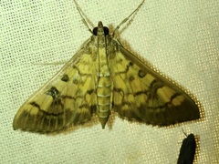 Mimorista subcostalis