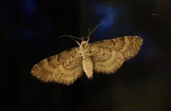 Lepidoptera