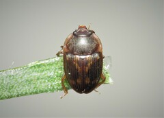 Stelidota geminata