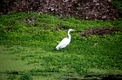 Ardea alba