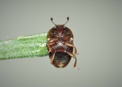Stelidota geminata