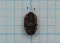 Stelidota geminata