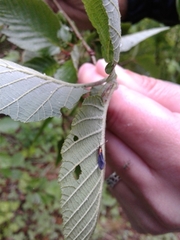 Mathildana newmanella