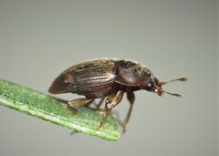 Stelidota geminata