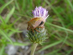Carpocoris melanocerus