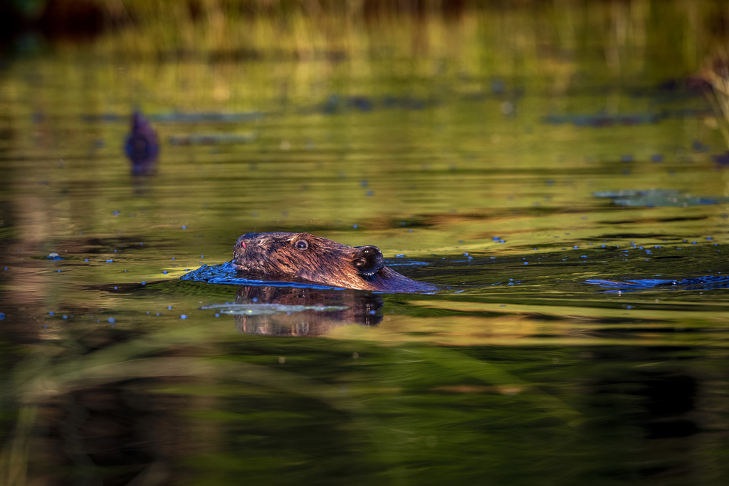 American Beaver from Green Lake, Webster, WI, US on August 2, 2022 at ...