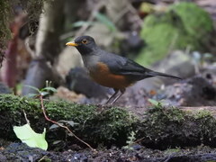 Turdus fulviventris