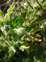 Chamaesaracha crenata