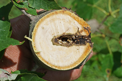 Anoplophora glabripennis
