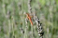 Sympetrum fonscolombii