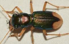 Grammognatha euphratica