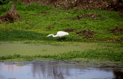 Ardea alba