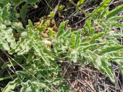 Chamaesaracha crenata