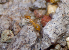 Myrmecocystus