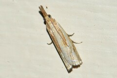 Crambus agitatellus