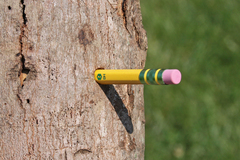 Anoplophora glabripennis
