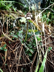 Valeriana oaxacana