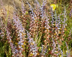 Lachenalia mutabilis