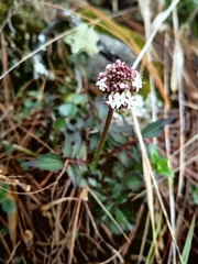 Valeriana oaxacana