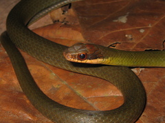 Drymoluber dichrous