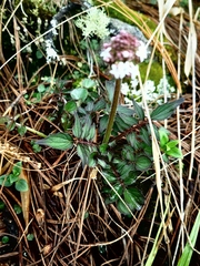 Valeriana oaxacana