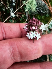 Valeriana oaxacana