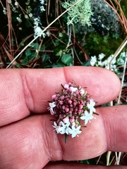 Valeriana oaxacana