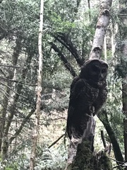 Strix occidentalis caurina