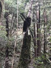 Strix occidentalis caurina