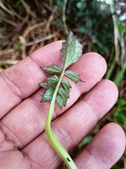 Valeriana oaxacana