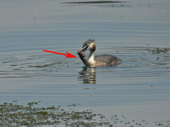 Austropotamobius pallipes
