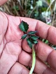 Valeriana oaxacana